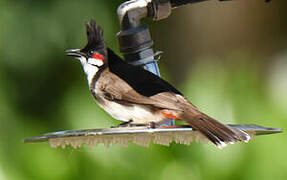 Red-whiskered Bulbul