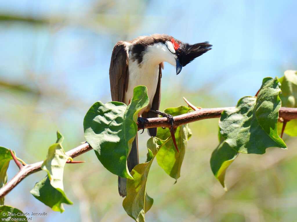 Bulbul orphéeadulte, identification