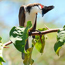 Bulbul orphée