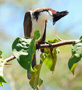 Red-whiskered Bulbul