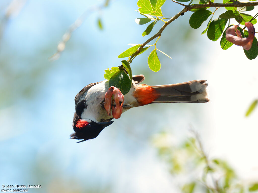 Red-whiskered Bulbul, feeding habits