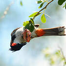 Bulbul orphée