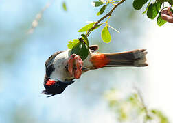 Red-whiskered Bulbul