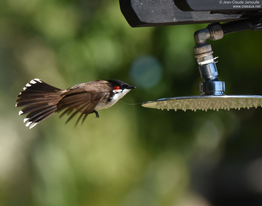 Red-whiskered Bulbul