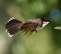 Red-whiskered Bulbul