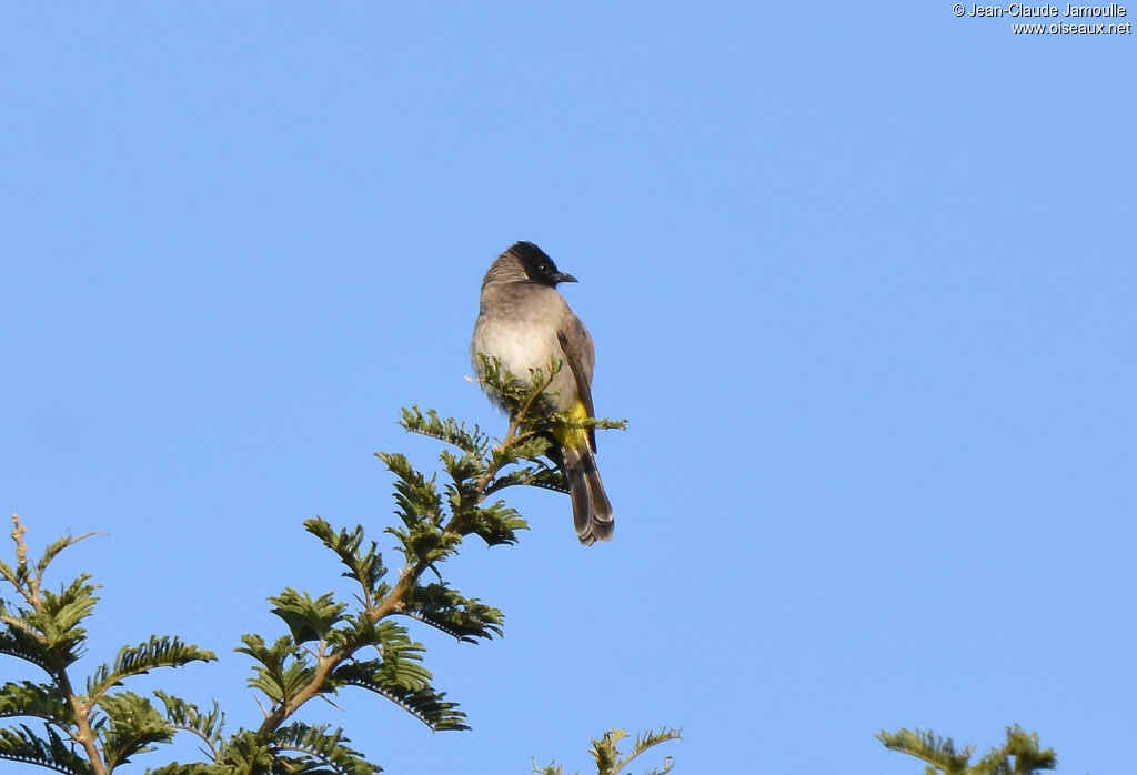 Bulbul tricolore