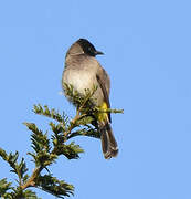 Dark-capped Bulbul