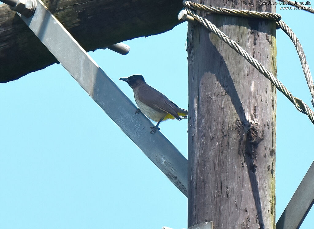 Dark-capped Bulbul