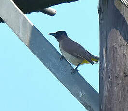 Bulbul tricolore