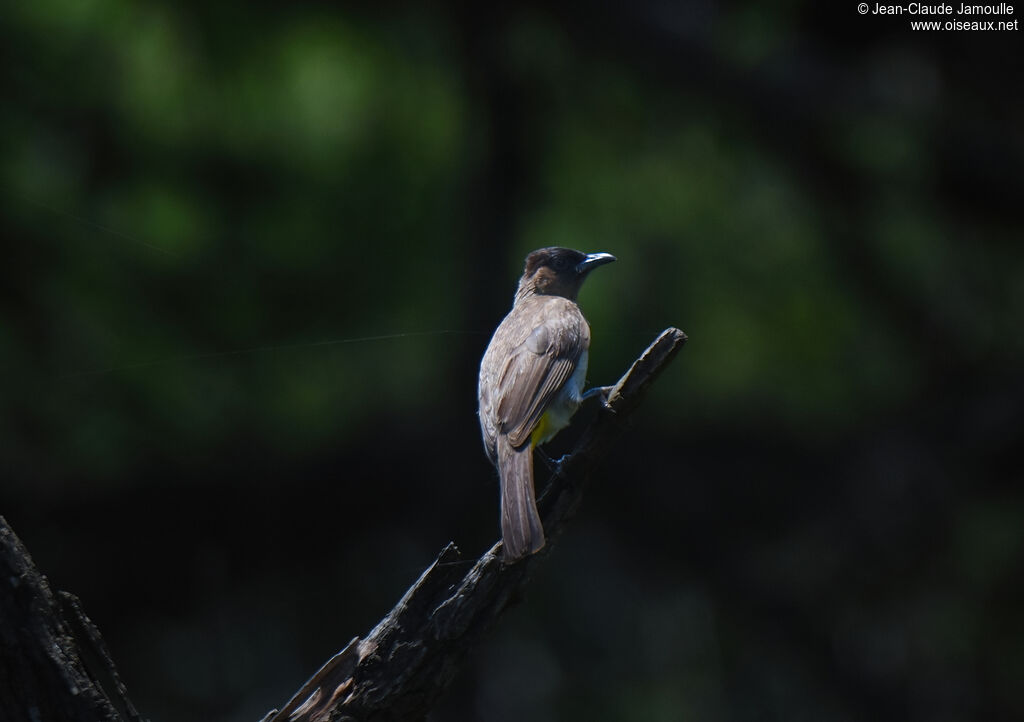 Bulbul tricoloreadulte