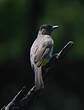 Bulbul tricolore