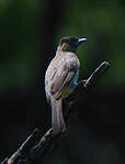Bulbul tricolore