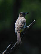 Dark-capped Bulbul