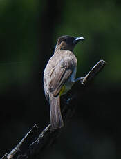 Bulbul tricolore