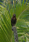 Swamp Harrier