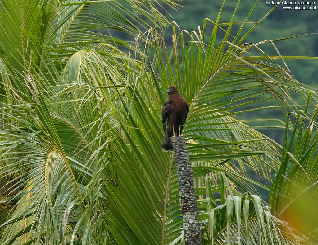 Swamp Harrier