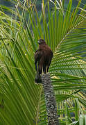 Swamp Harrier