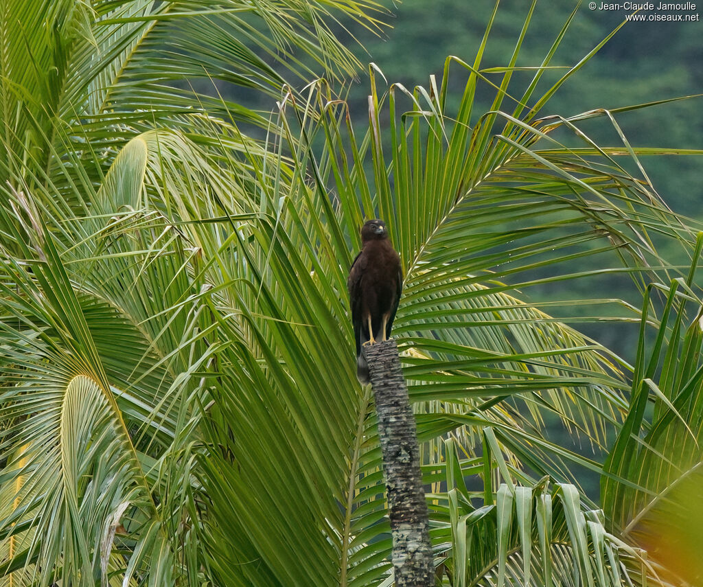 Swamp Harrieradult