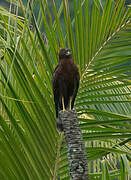 Swamp Harrier