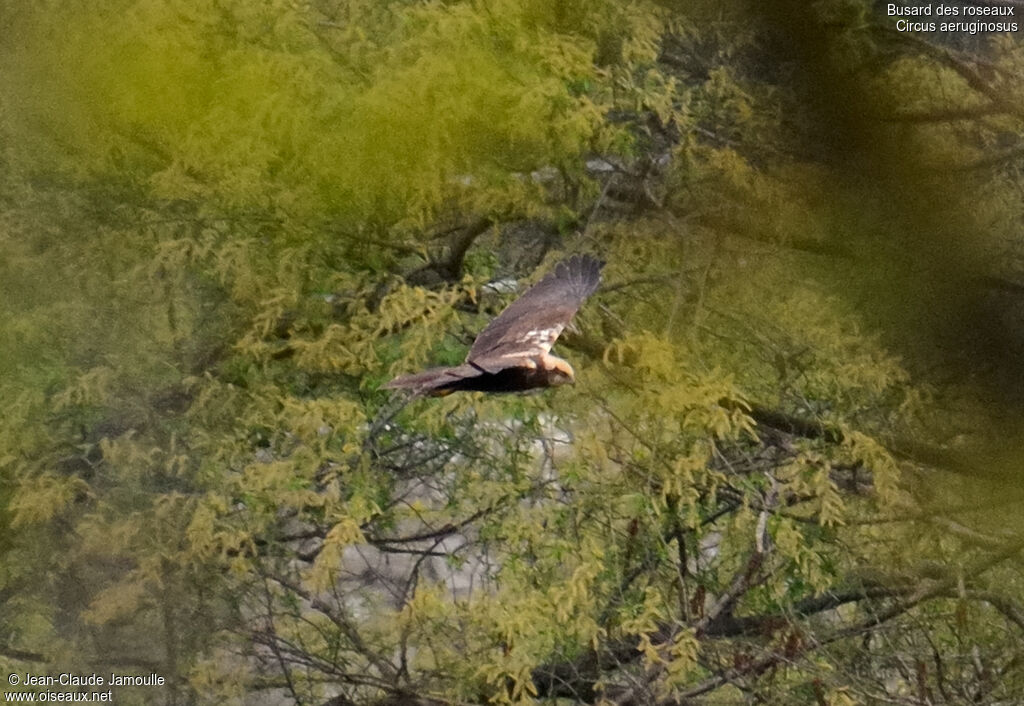 Western Marsh Harrier, Flight