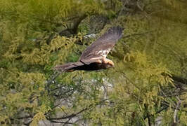 Western Marsh Harrier