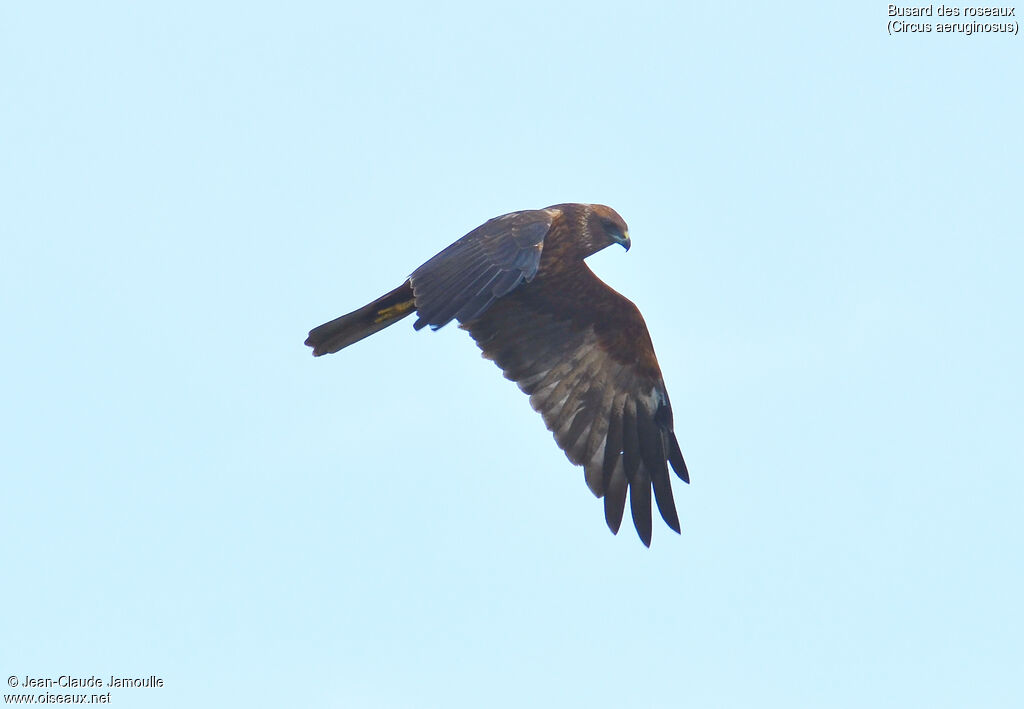 Western Marsh Harrier, Flight