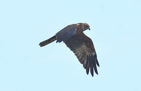 Western Marsh Harrier