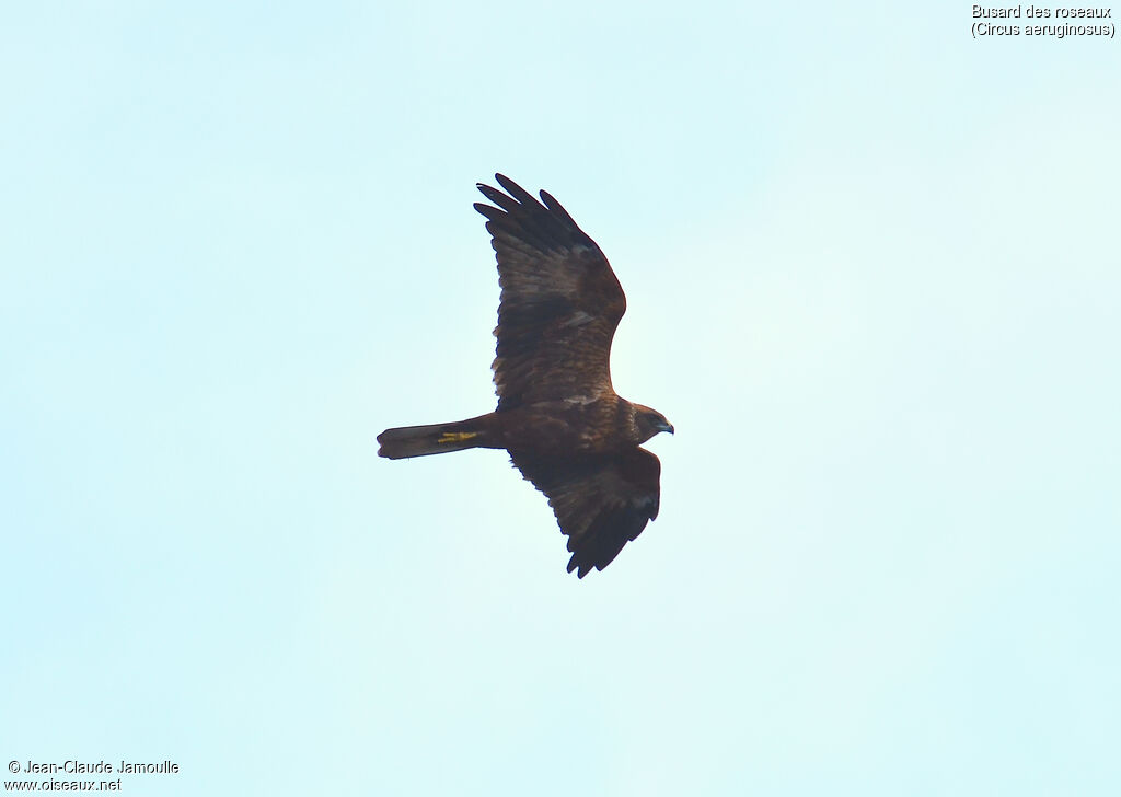 Western Marsh Harrier, Flight