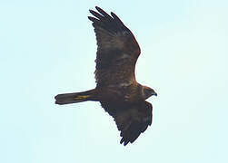 Western Marsh Harrier