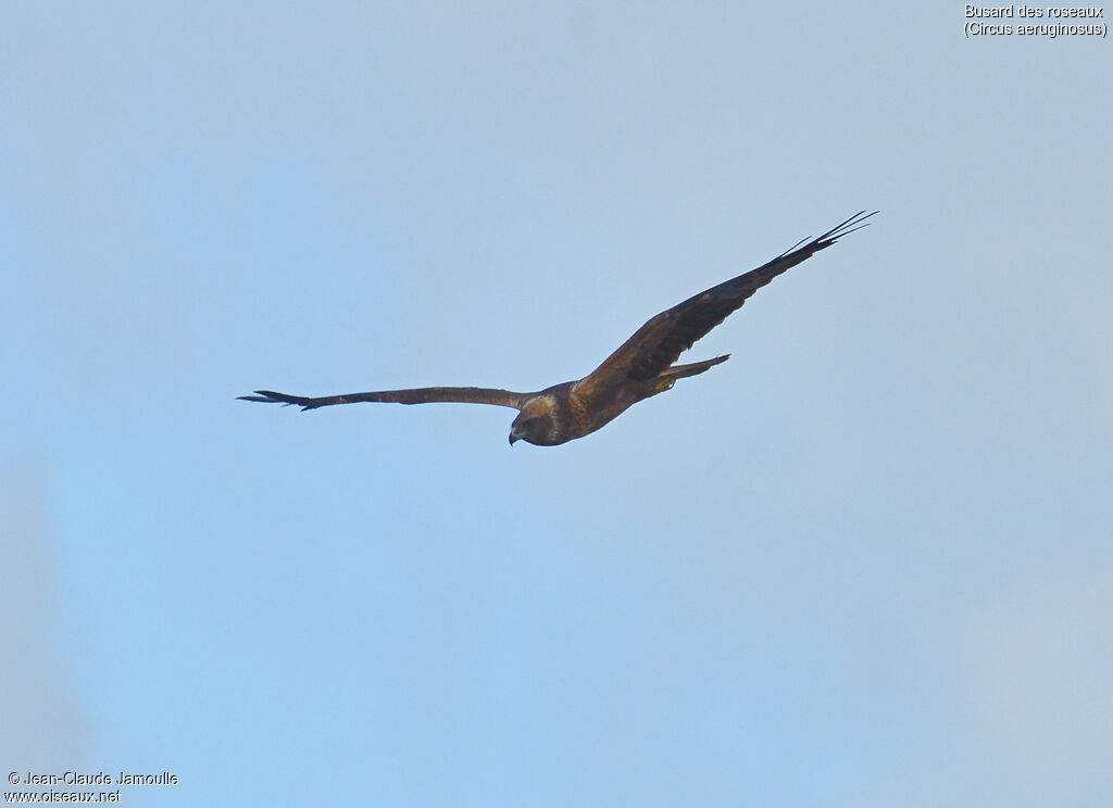 Western Marsh Harrier, Flight