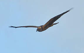 Western Marsh Harrier