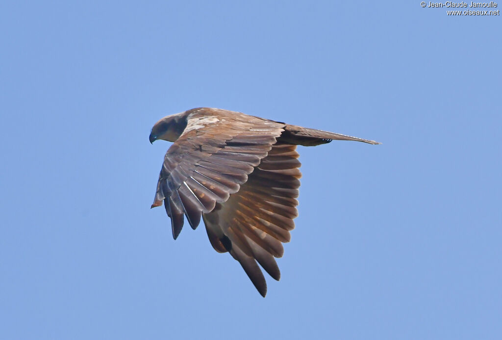 Western Marsh Harrier