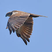 Western Marsh Harrier