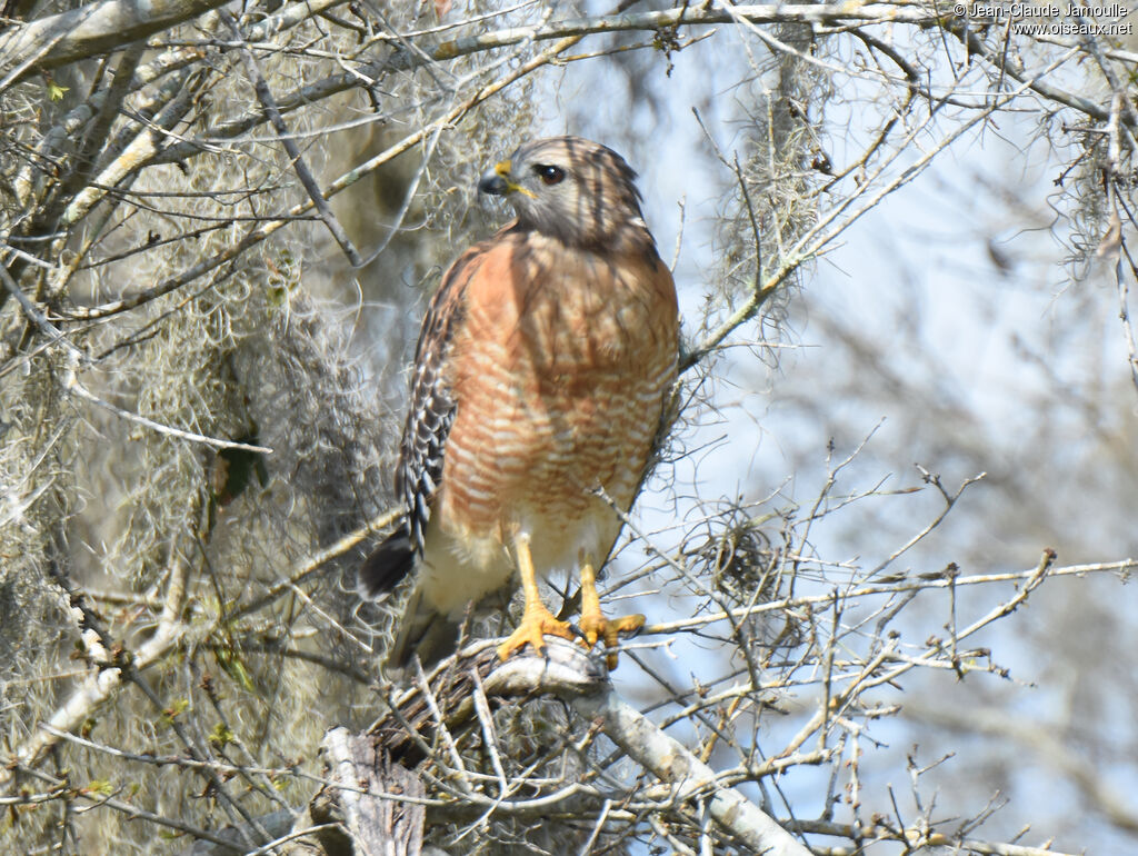 Red-shouldered Hawk