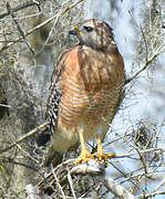 Red-shouldered Hawk