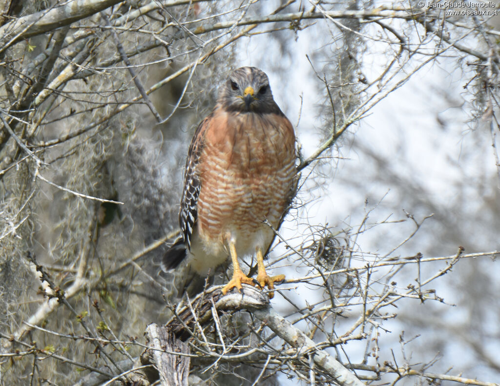 Red-shouldered Hawk