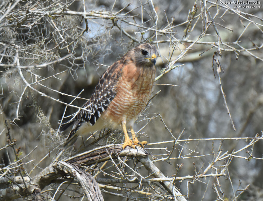 Red-shouldered Hawk