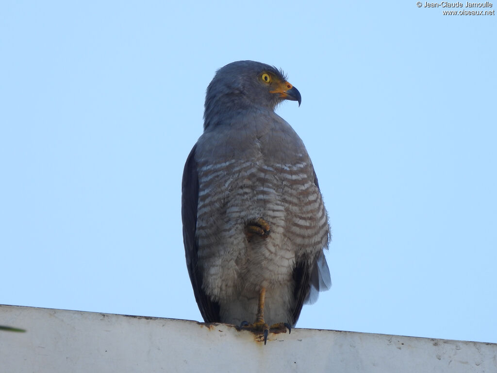 Roadside Hawk