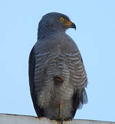 Roadside Hawk