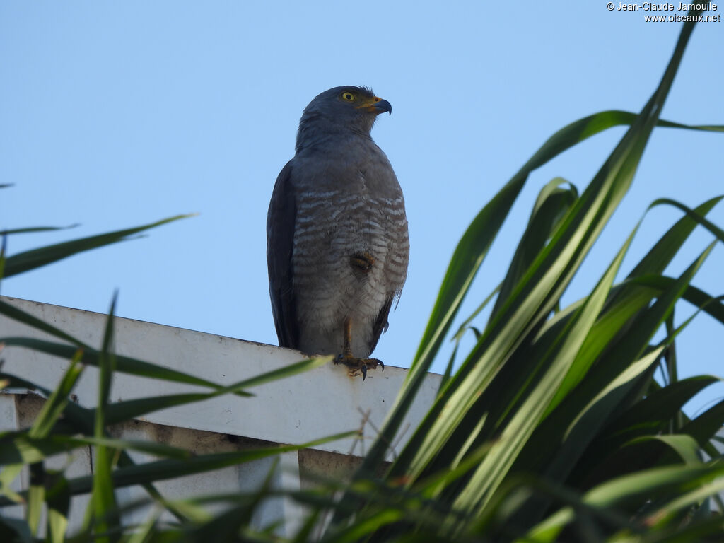 Roadside Hawk