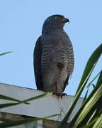 Roadside Hawk