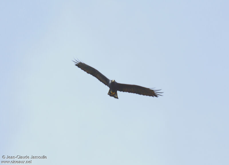 Zone-tailed Hawk female