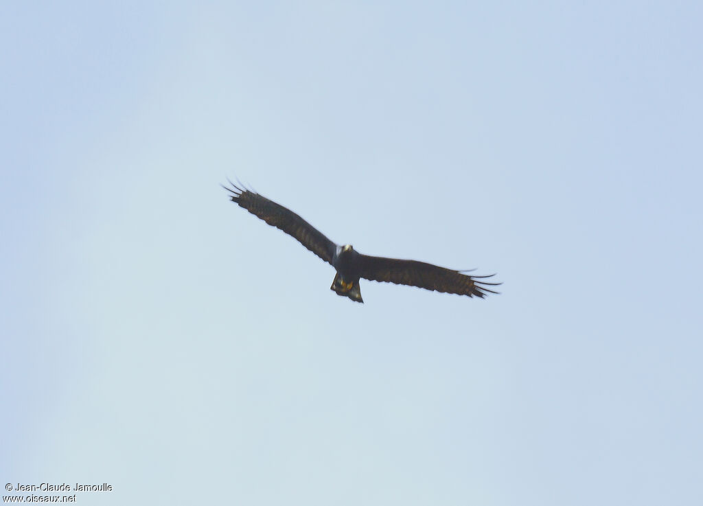 Zone-tailed Hawk female