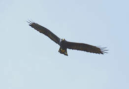 Zone-tailed Hawk