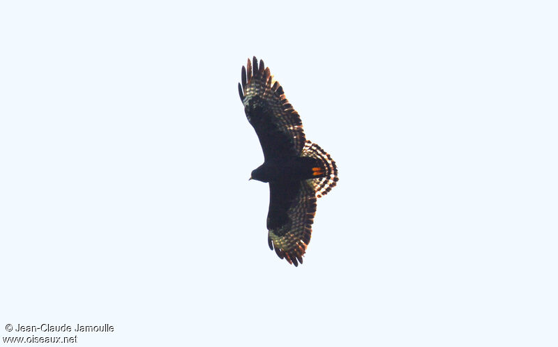 Short-tailed Hawk female, Flight