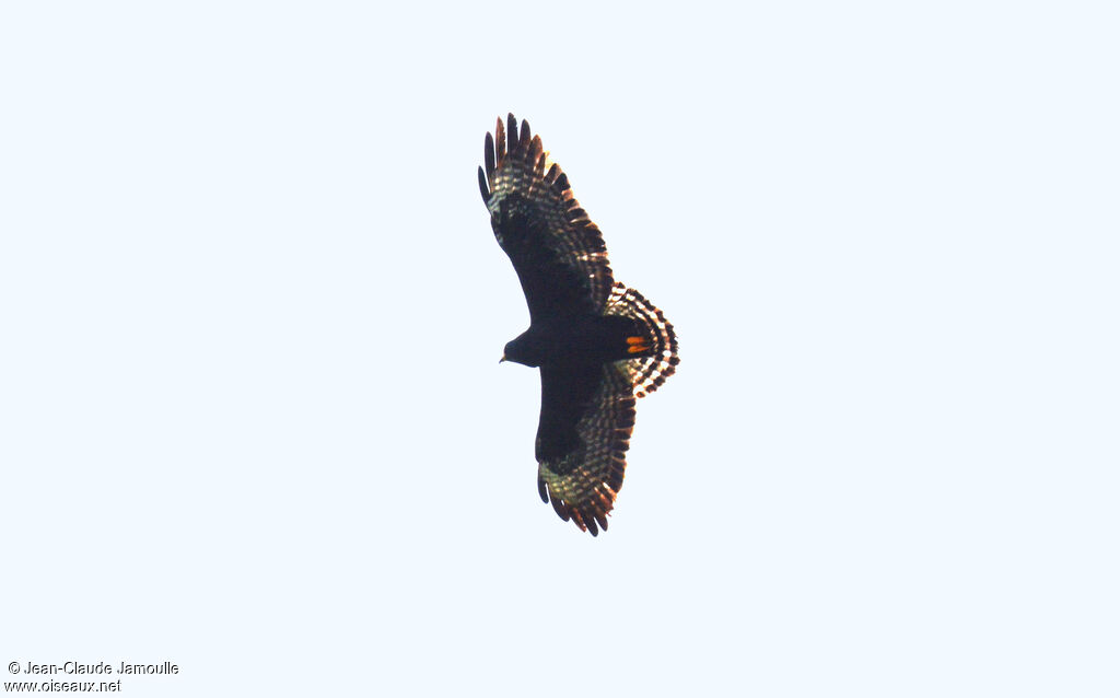 Short-tailed Hawk female, Flight