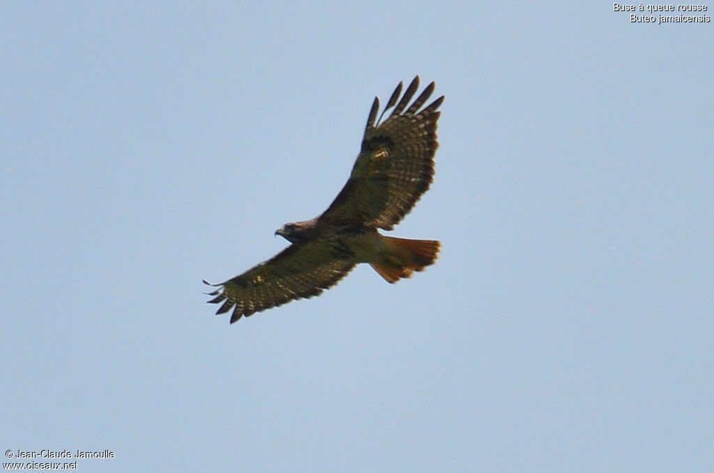 Red-tailed Hawk, Flight