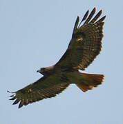 Red-tailed Hawk