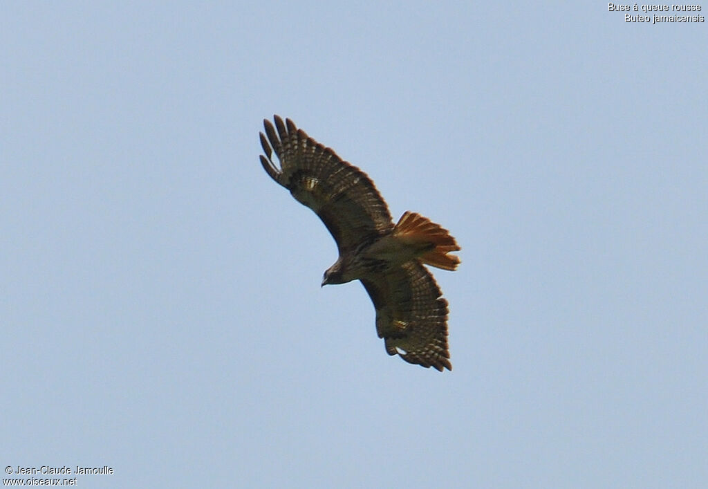 Red-tailed Hawk, Flight