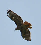 Red-tailed Hawk